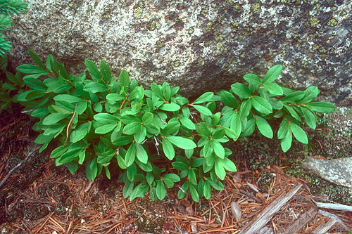 Vaccinium cespitosum